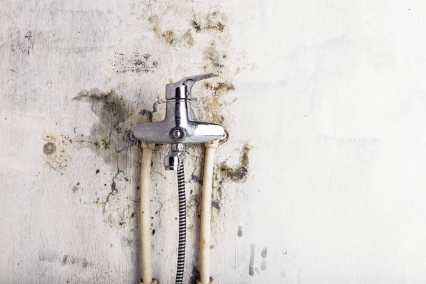 Best Mold Testing  in Barre, VT