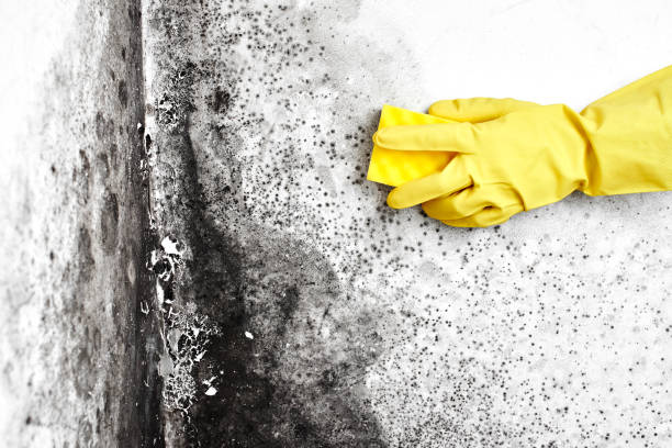 Best Fast Mold Removal  in Barre, VT