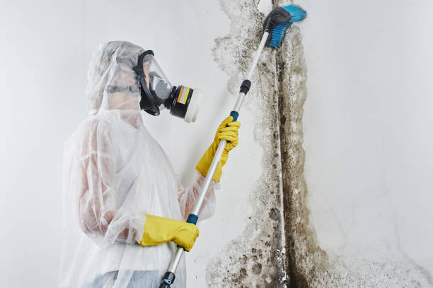 Best Mold Removal Company Near Me  in Barre, VT