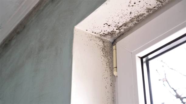 Best Commercial Mold Removal  in Barre, VT