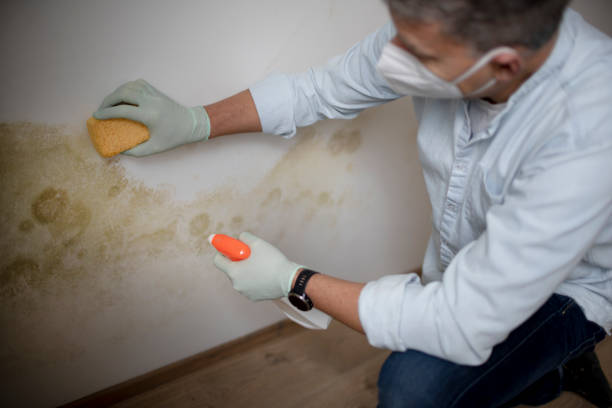 Best Mold Removal Near Me  in Barre, VT