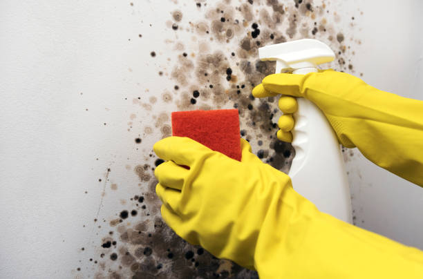Best Crawl Space Mold Removal  in Barre, VT
