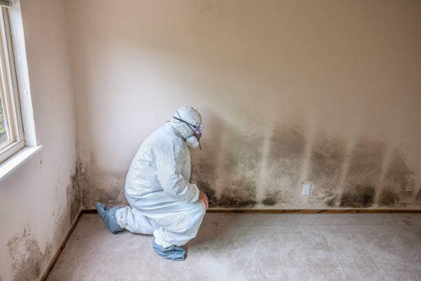 Best Attic Mold Removal  in Barre, VT