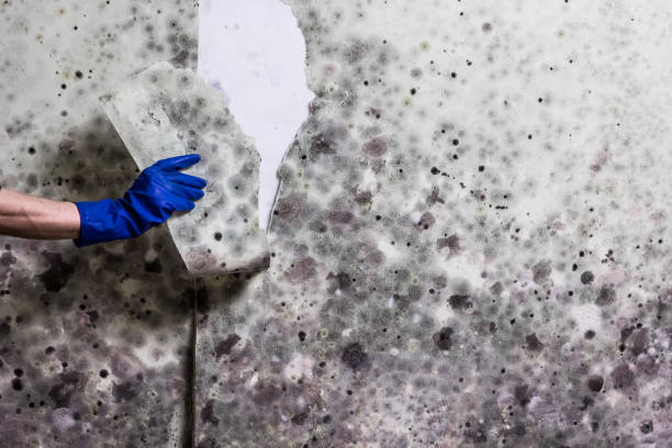 Best Fast Mold Removal  in Barre, VT