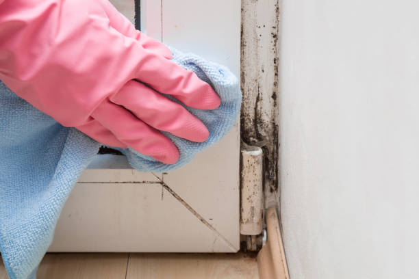 Best Fast Mold Removal  in Barre, VT
