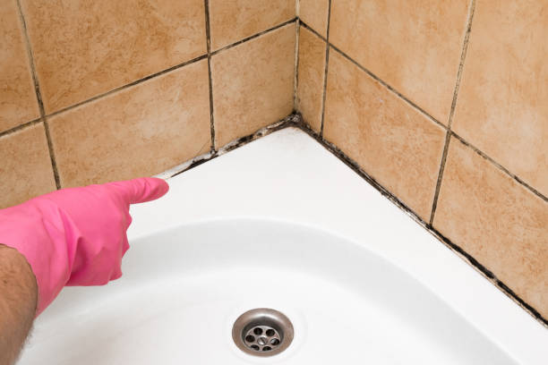 Best Mold Testing  in Barre, VT