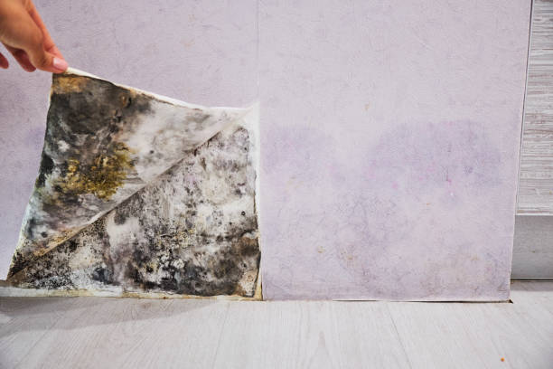 Best Mold Testing  in Barre, VT